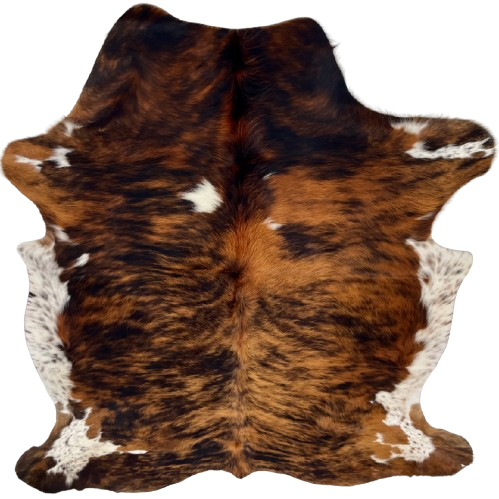 Colombian Tricolor Cowhide: has a red brown, golden brown, and black, brindle pattern, with a couple small, white spots, white with brown speckles on the belly and part of the shanks, and long hair down the spine - 6'8" x 5'2" (COTR1541)