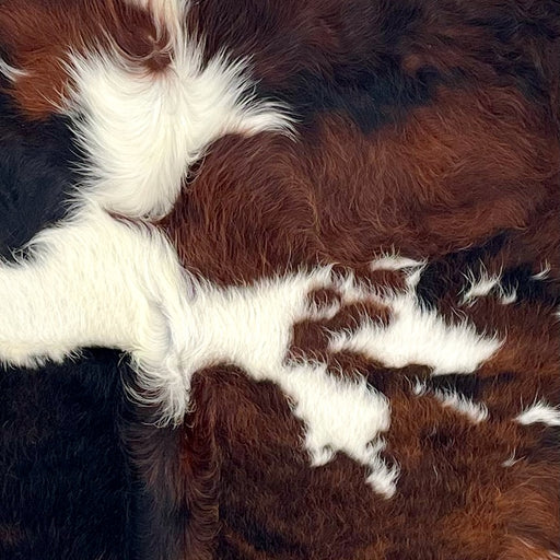 Closeup of this Colombian Tricolor Cowhide, showing long hair that is white with large and small spots that have a mix of back and reddish brown (COTR1546)
