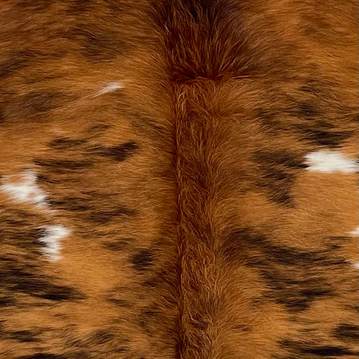 Closeup of this Colombian Tricolor Cowhide, showing a reddish brown and black, brindle pattern with a few small, white spots, and longer hair down the spine (COTR1549)