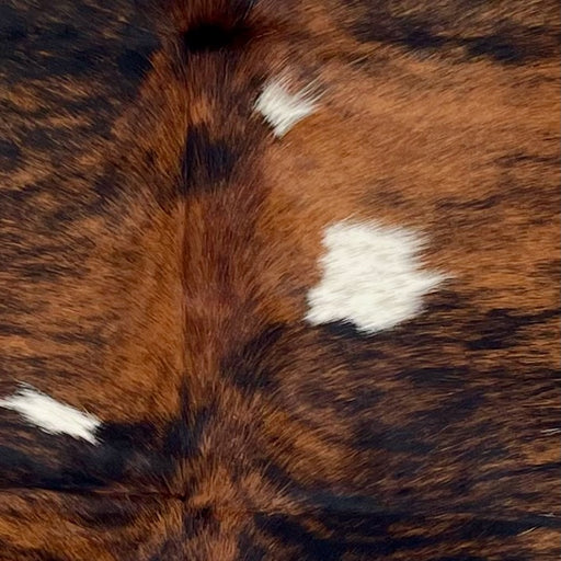 Closeup of this Colombian Tricolor Cowhide, showing large spots with a  black and reddish brown, brindle pattern and three small, white spots (COTR1556)