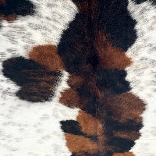 Closeup of this XL Colombian Speckled Tricolor Cowhide, showing white and with black speckles, large and small spots with a mix of black and brown, and long hair down the middle of the shoulder  (COTR1567)