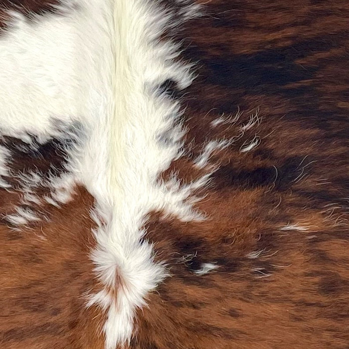 Closeup of this Colombian Tricolor Cowhide, showing white with a black and reddish brown, brindle pattern down both sides, and longer hair down the spine  (COTR1575)