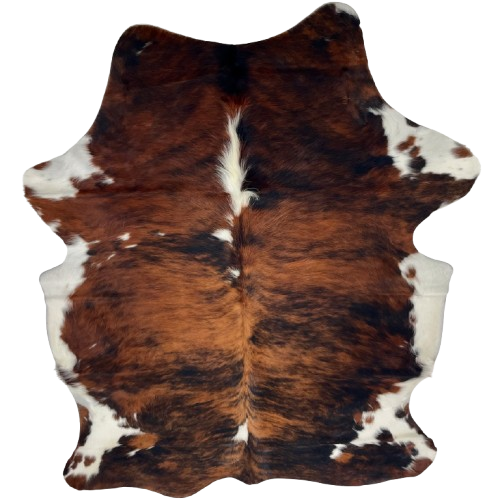 Colombian Tricolor Cowhide: has a red brown and black, brindle pattern, a few small, white spots down the middle, white on the belly and part of the shanks, and longer hair down the spine - 6'11" x 5'1" (COTR1579)