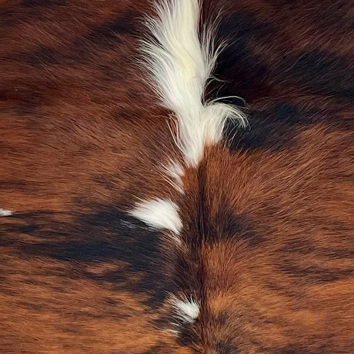 Closeup of this Colombian Tricolor Cowhide, showing a red brown and black, brindle pattern, a few small, white spots down the middle, and longer hair down the spine (COTR1579)