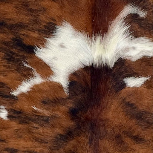 Closeup of this Colombian Tricolor Cowhide, showing a reddish brown and black, brindle pattern, and small and large, white spots (COTR1583)