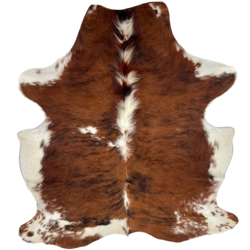 Colombian Tricolor Cowhide: has a reddish brown and black, brindle pattern, white and reddish brown, long hair down the spine, and white on the belly and part of the shanks - 6'7" x 5'1" (COTR1589)