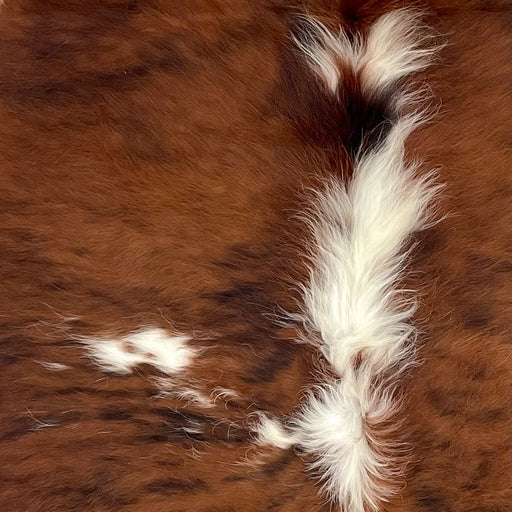 Closeup of this Colombian Tricolor Cowhide, showing a reddish brown and black, brindle pattern, and white and reddish brown, long hair down the spine (COTR1589)