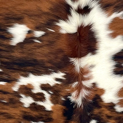 Closeup of this Colombian Tricolor Cowhide, showing a reddish brown and black, brindle pattern with white spots, and longer hair down the spine (COTR1593)