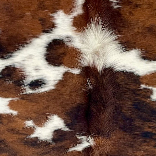 Closeup of this Colombian Tricolor Cowhide, showing a reddish brown and black, brindle pattern, with white spots  (COTR1596)