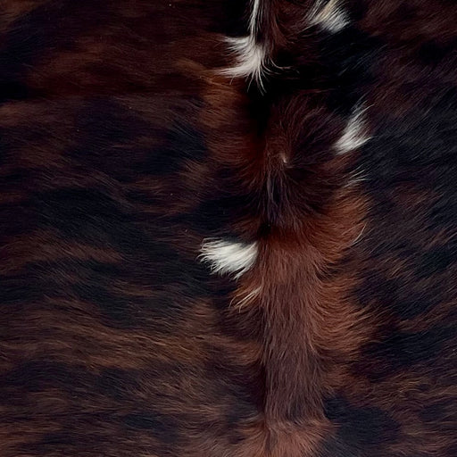 closeup of this Colombian Tricolor Cowhide, showing a dark reddish brown and black, brindle pattern with a few white spots down the middle of the shoulder, and  long hair down part of the spine (COTR1599)
