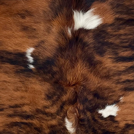 Closeup of this Colombian Tricolor Cowhide, showing a red brown and black, brindle pattern, and a few small, white spots (COTR1600)