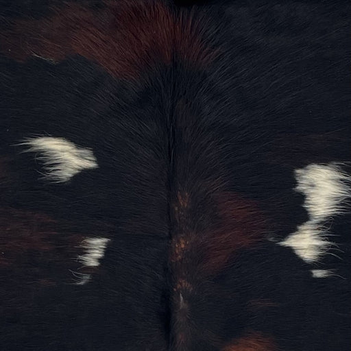 Closeup of this Colombian Dark Tricolor Cowhide, showing black with some dark, reddish brown spots, and a few small, white spots on the back (COTR1601)