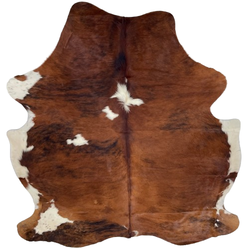 Colombian Tricolor Cowhide: mostly reddish brown, with a few black, brindle markings, three white spots on the back, and off-white on the belly and part of the shanks - 6'11" x 5'10" (COTR1606)