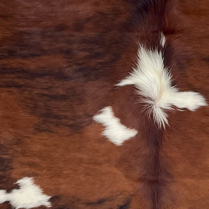 Closeup of this Colombian Tricolor Cowhide, showing mostly reddish brown, with a few black, brindle markings, and three white spots on the back (COTR1606)