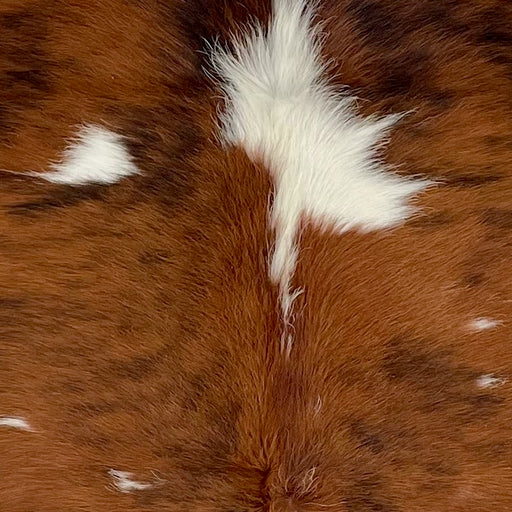 Closeup of this Colombian Tricolor Cowhide, showing reddish brown with black, brindle markings, and a few large and small, white spots (COTR1607)