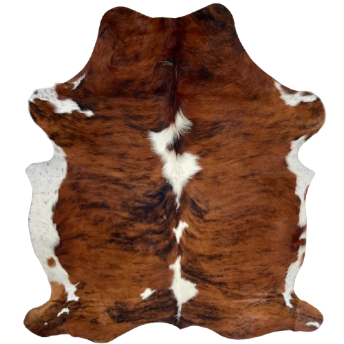 Colombian Tricolor Cowhide: has a red brown and black, brindle pattern, white spots down the middle and on the belly, and long hair down the spine and on the belly - 6'6" x 5' (COTR1608)