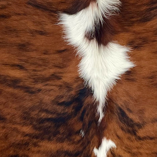 Closeup of t his Colombian Tricolor Cowhide, showing a red brown and black, brindle pattern, white spots down the middle, and long hair down the spine (COTR1608)