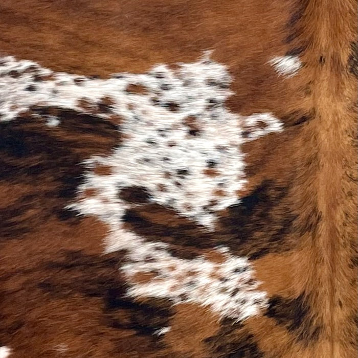 Closeup of this Colombian Speckled Tricolor Cowhide, showing white with brown and black speckles and spots, large spots that have a brown and black, brindle pattern, and longer hair on part of the spine and belly (COTR1610)