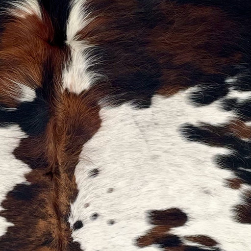 Closeup of this Colombian Tricolor Cowhide, showing white with black speckles and large and small, brown and black spots, and long hair down part of the spine  (COTR1611)