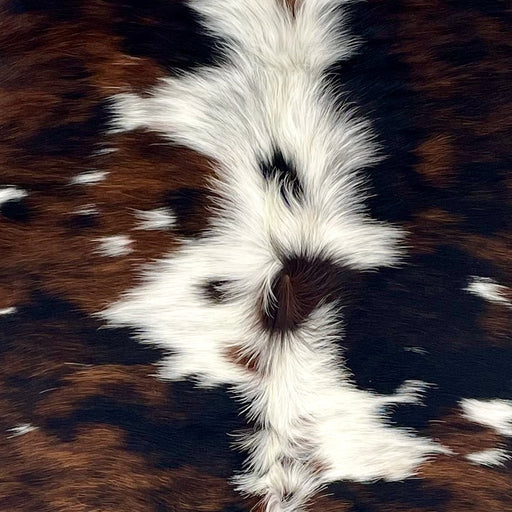 Closeup of this Colombian Tricolor Cowhide, showing white with a mix of black and brown down both side of the back, small spots that have a mix of black and brown, and longer hair down the spine (COTR1612)