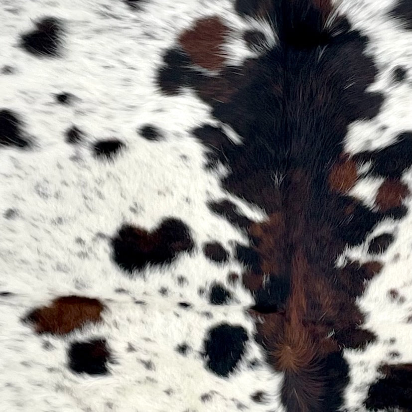 Closeup of this Large Colombian Speckled Tricolor Cowhide, showing white with black and brown speckles and spots, and longer hair down the spine (COTR1616)