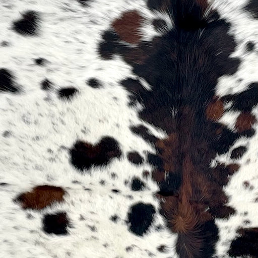 Closeup of this Large Colombian Speckled Tricolor Cowhide, showing white with black and brown speckles and spots, and longer hair down the spine (COTR1616)