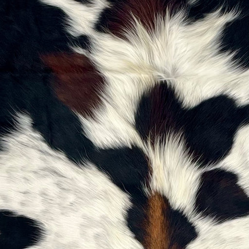 Closeup of this Colombian Tricolor Cowhide, showing ivory with faint, cloudy speckles, large and small black and brown spots, and longer hair down part of the spine (COTR1621)