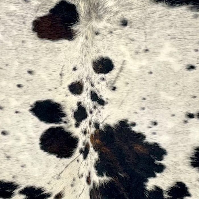 Closeup of this Large Colombian Speckled Tricolor Cowhide, showing off-white with black speckles and black and dark brown spots (COTR1622)