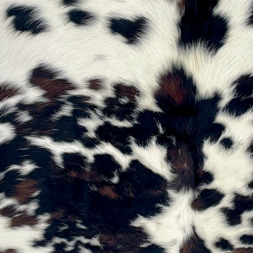 Closeup of this Colombian Tricolor Cowhide, showing long hair that is white with black and dark brown spots, and longer hair down the spine (COTR1624)