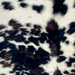 Closeup of this Colombian Tricolor Cowhide, showing long hair that is white with black and dark brown spots, and longer hair down the spine (COTR1624)