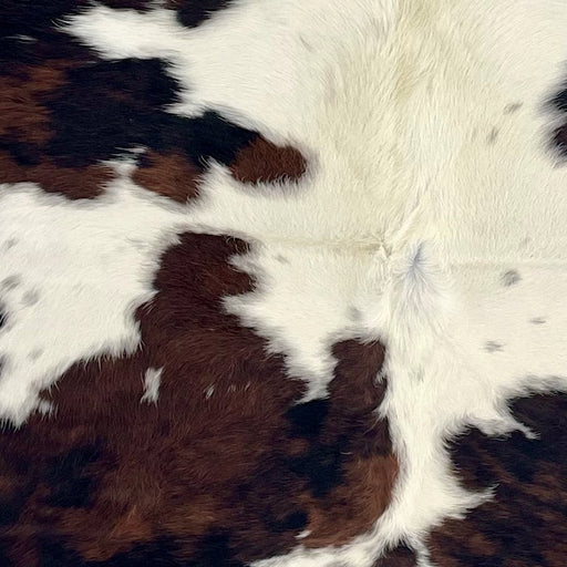 Closeup of this Colombian Tricolor Cowhide, showing white with large and small spots that have a black and brown, brindle pattern, and off-white down the spine (COTR1627)