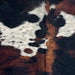 Closeup of this Colombian Speckled Tricolor Cowhide, showing white with black speckles and large and small spots with a black and red brown, brindle pattern (COTR1629)