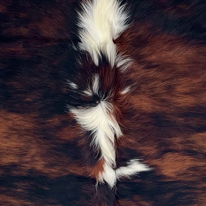 Closeup of this Colombian Tricolor Cowhide, showing a reddish brown and black, brindle pattern, white, long hair down part of the spine (COTR1630)