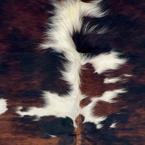 Closeup of this Colombian Tricolor Cowhide, showing a black and red brown, brindle pattern, with white spots, and longer hair down part of the spine  (COTR1631)