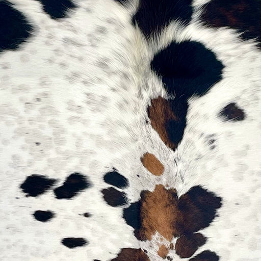 Closeup of this Large Colombian Cloudy Speckled Tricolor Cowhide, showing ivory with cloudy speckles, black and brown spots, and longer hair down the middle of the shoulder (COTR1633)