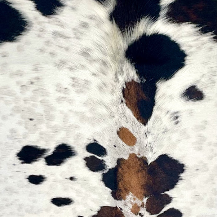 Closeup of this Large Colombian Cloudy Speckled Tricolor Cowhide, showing ivory with cloudy speckles, black and brown spots, and longer hair down the middle of the shoulder (COTR1633)