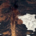 Closeup of this Colombian Tricolor Cowhide, showing a black and brown, brindle pattern, white spots with faint, black speckles, long hair down the middle of the shoulder (COTR1635) 