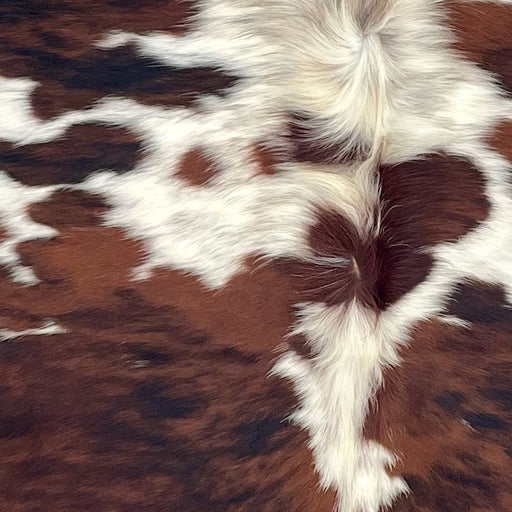 Closeup of this Colombian Tricolor Cowhide, showing large and small spots with a reddish brown and black, brindle pattern, white spots with black speckles, and long hair down part of the spine  (COTR1637)