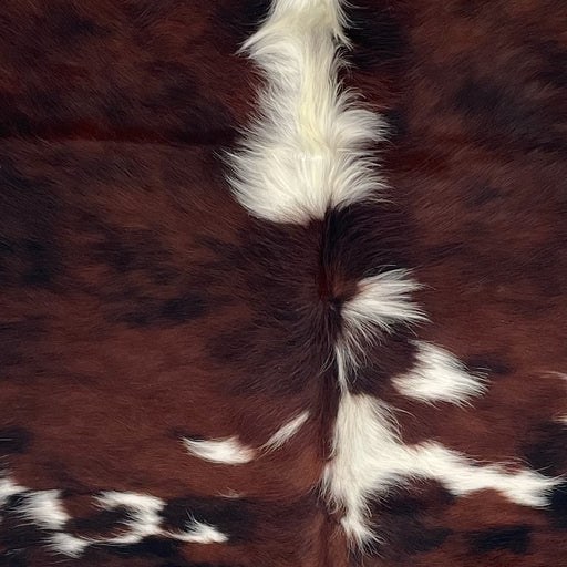 Closeup of this Colombian Tricolor Cowhide, showing a mix of red brown and black, white spots on the back, and long hair down the middle of the shoulder  (COTR1640)