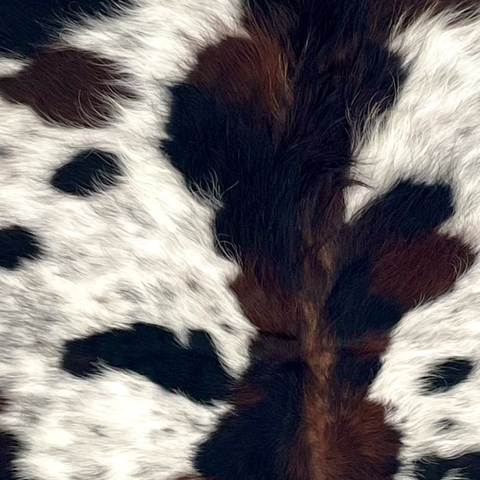 Closeup of this Colombian Speckled Tricolor Cowhide, showing long hair that is white with black speckles, and large and small, black and dark brown spots  (COTR1641)