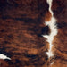 Closeup of this Colombian Tricolor Cowhide, showing a reddish brown and black, brindle pattern, with white spots on the back, and longer hair down part of the spine  (COTR1642)