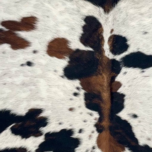 Closeup of this Colombian Speckled Tricolor Cowhide, showing white with black speckles and black and brown spots (COTR1643)