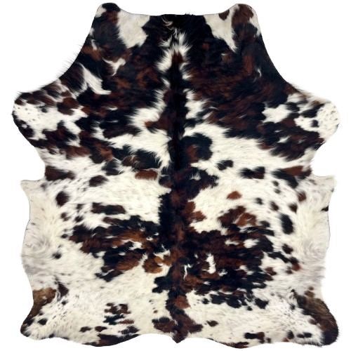 Colombian Speckled Tricolor Cowhide: has long hair that is white with black speckles, and black and reddish brown spots - 6'3" x 5'2" (COTR1644)