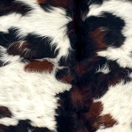 Closeup of this Colombian Speckled Tricolor Cowhide, showing long hair that is white with black speckles, and black and reddish brown spots (COTR1644)