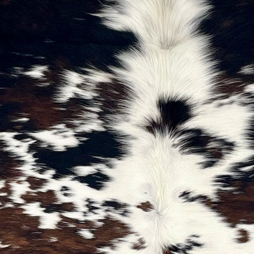 Closeup of this Colombian Tricolor Cowhide, showing white with brown and black spots, and longer, off-white hair down the middle of the shoulder  (COTR1654)