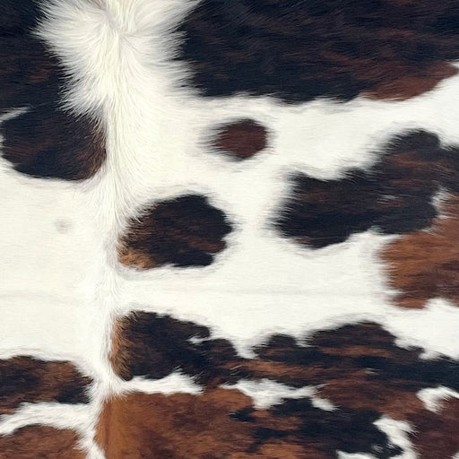 Closeup of this Colombian Tricolor Cowhide, showing white with large and small spots that have a mix of black and brown, and longer hair down part of the spine  (COTR1662)