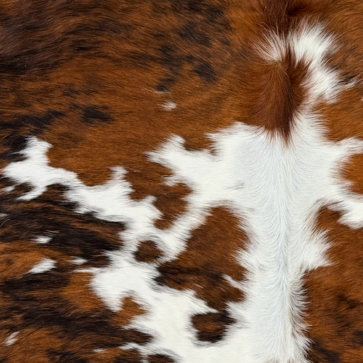 Closeup of this Large Colombian Tricolor Cowhide, showing white with large and small spots that have a black and brown brindle pattern, and longer hair down the spine (COTR1666)