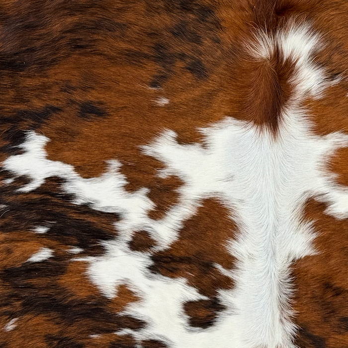 Closeup of this Large Colombian Tricolor Cowhide, showing white with large and small spots that have a black and brown brindle pattern, and longer hair down the spine (COTR1666)