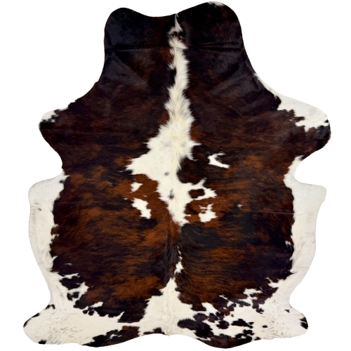 Large Colombian Tricolor Cowhide: white with large and small spots that have a black and brown, brindle pattern, and longer hair down the spine and on the belly - 7'6" x 5'8" (COTR1667)