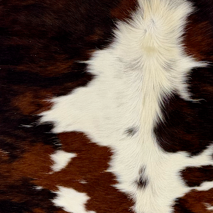 Closeup of. this Large Colombian Tricolor Cowhide, showing white with large and small spots that have a black and brown, brindle pattern, and longer hair down the spine (COTR1667)